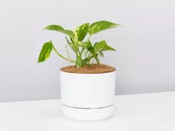 Golden Pothos - Pot + Plant + Soil 27 Golden Pothos - Pot + Plant + Soil -Plants in a Box Sales Shop LargePots white EpiprenumAureumGoldenPathos