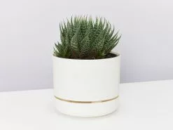 Succulent Planter In LECA Set -Plants in a Box Sales Shop LargeSuculant largeWhitPot