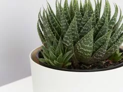 Succulent Planter In LECA Set -Plants in a Box Sales Shop LargeSuculant largeWhitPot detail