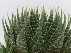 Succulent Planter In LECA Set -Plants in a Box Sales Shop LargeSuculant largeWhitPot detail 2