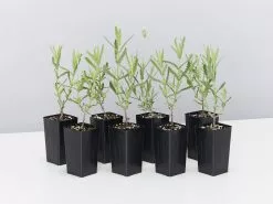 Lavender Frenchette â€œLavandula Dentataâ€