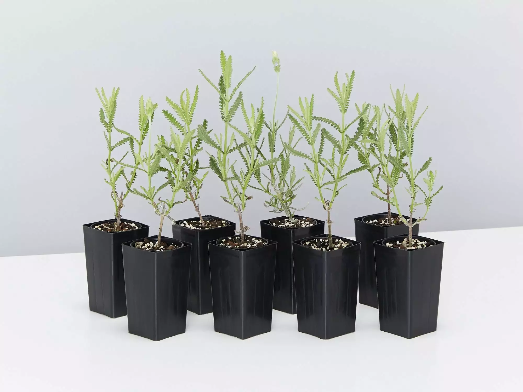 Lavender Frenchette “Lavandula Dentata†3 Lavender Frenchette “Lavandula Dentataâ€