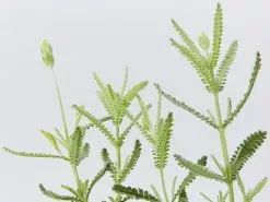 Lavender Frenchette “Lavandula Dentata†10 Lavender Frenchette “Lavandula Dentata†-Plants in a Box Sales Shop LavenderDentata detail 68dabb25 4cbd 4ae0 ade5 87035993a624