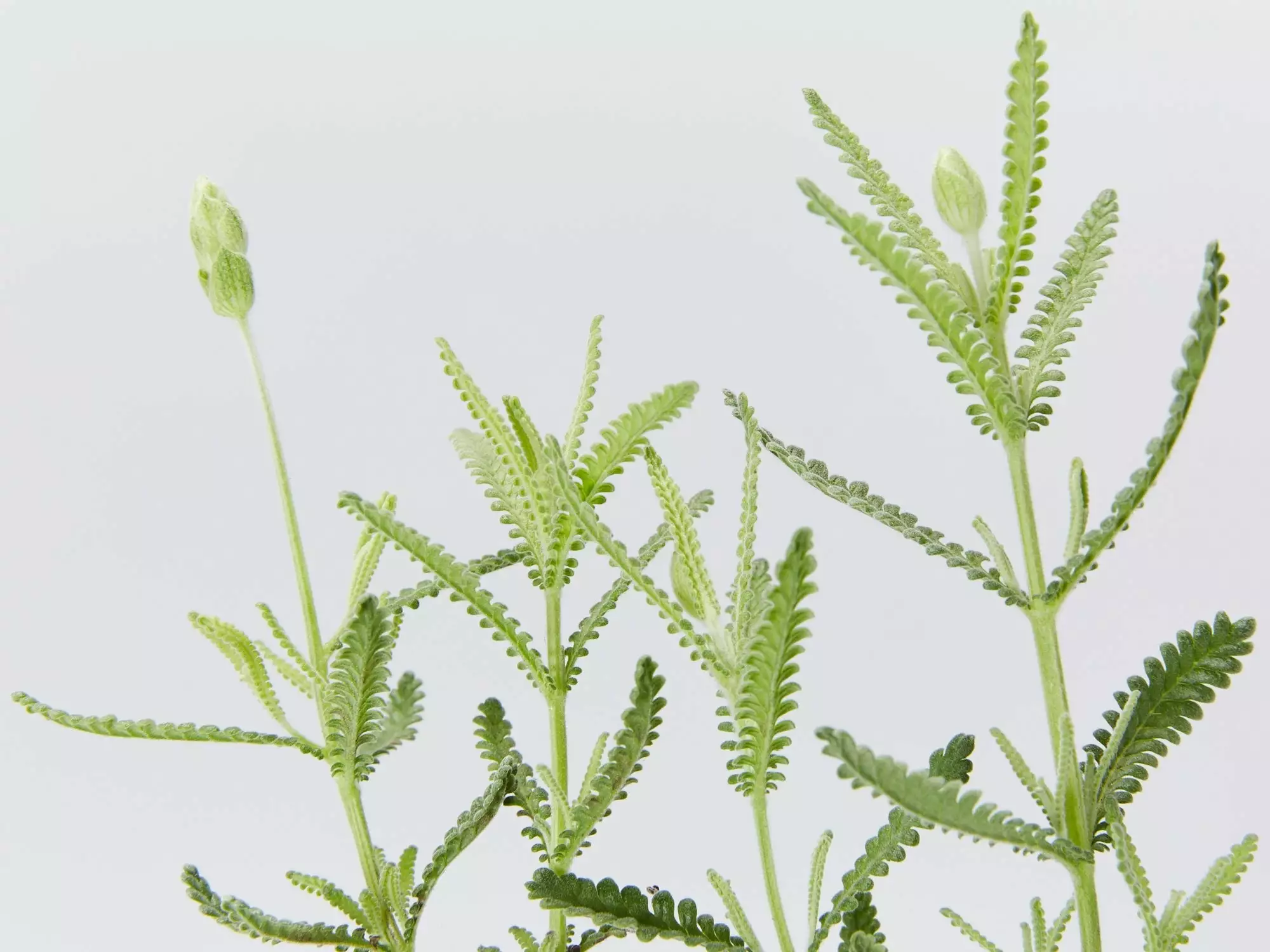 Lavender Frenchette “Lavandula Dentata†5 Lavender Frenchette “Lavandula Dentata†- Image 3