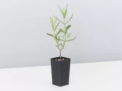 Lavender Frenchette “Lavandula Dentata†13 Lavender Frenchette “Lavandula Dentata†-Plants in a Box Sales Shop LavenderDentata single 8b521dff 9f47 4afa a171 88531176f821