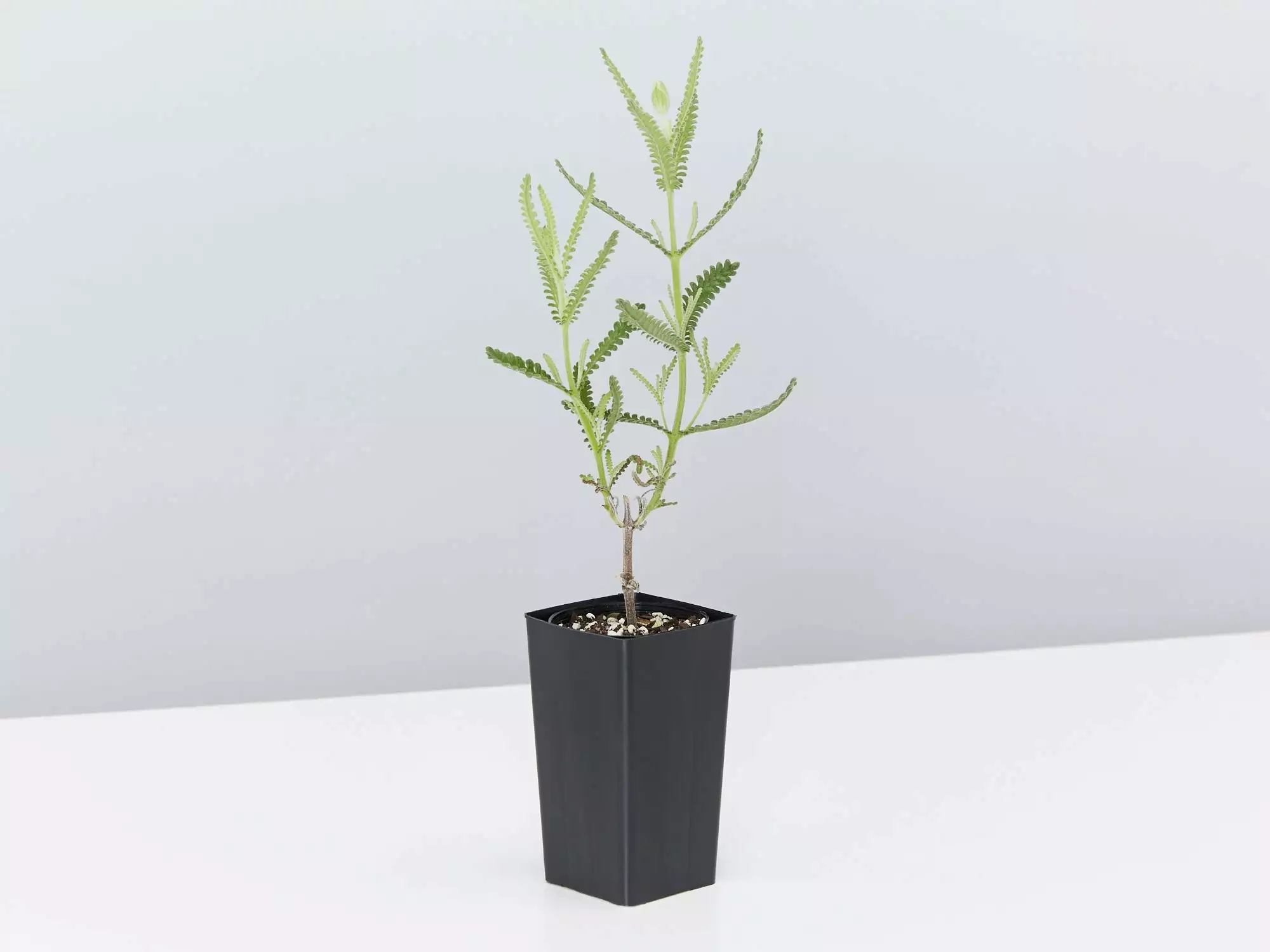 Lavender Frenchette “Lavandula Dentata†8 Lavender Frenchette “Lavandula Dentata†- Image 6