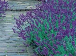 Lavender Munstead Dwarf