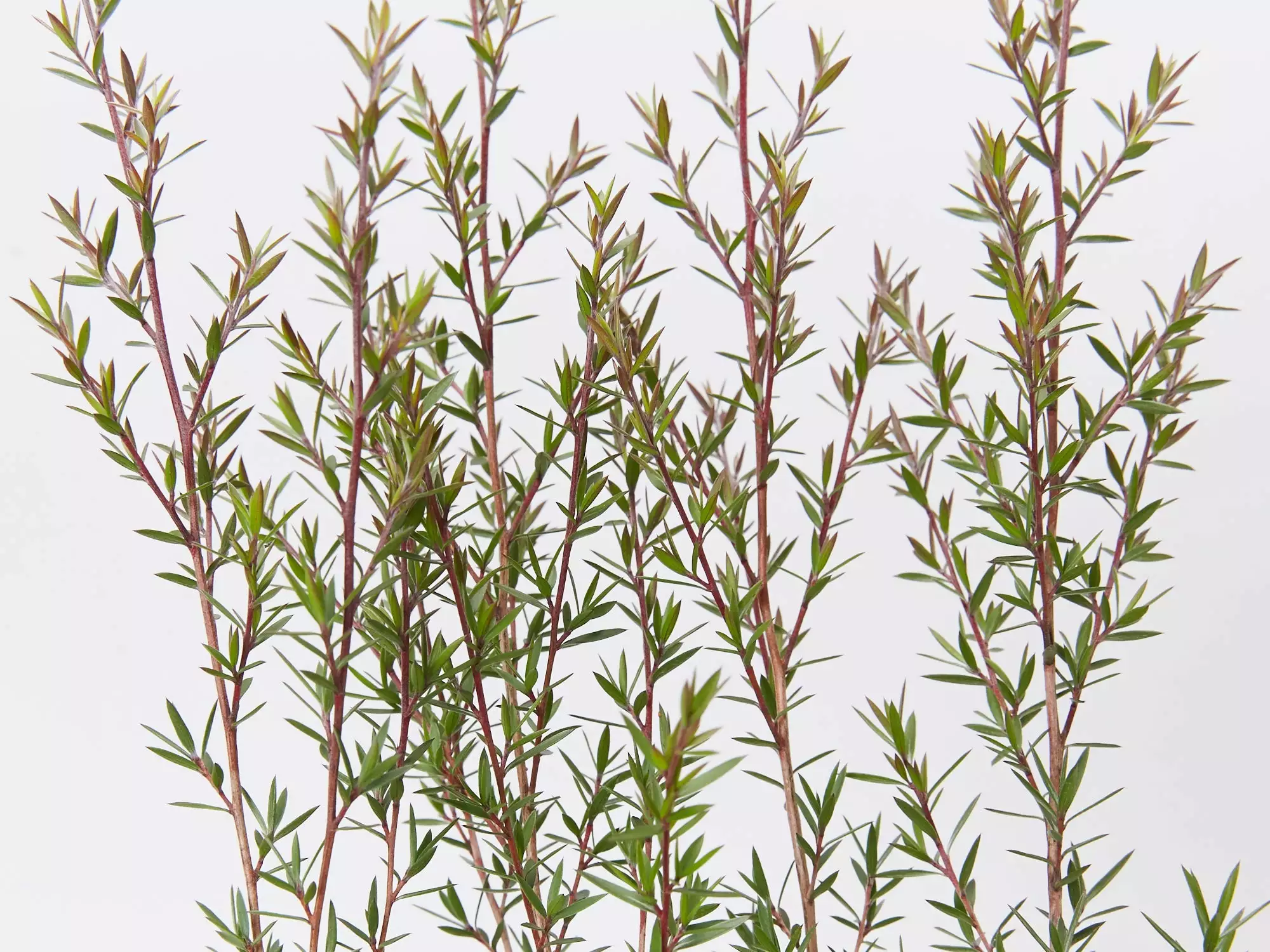 Leptospermum Scoparium Burgundy Queen 6 Leptospermum Scoparium Burgundy Queen - Image 4