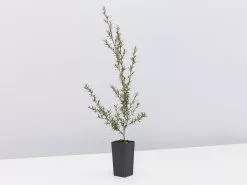 Leptospermum Scoparium Burgundy Queen 8 Leptospermum Scoparium Burgundy Queen -Plants in a Box Sales Shop LeptospermumBurgundyQueen single 54357b8d 63ad 4037 9765 ff021a81baa8