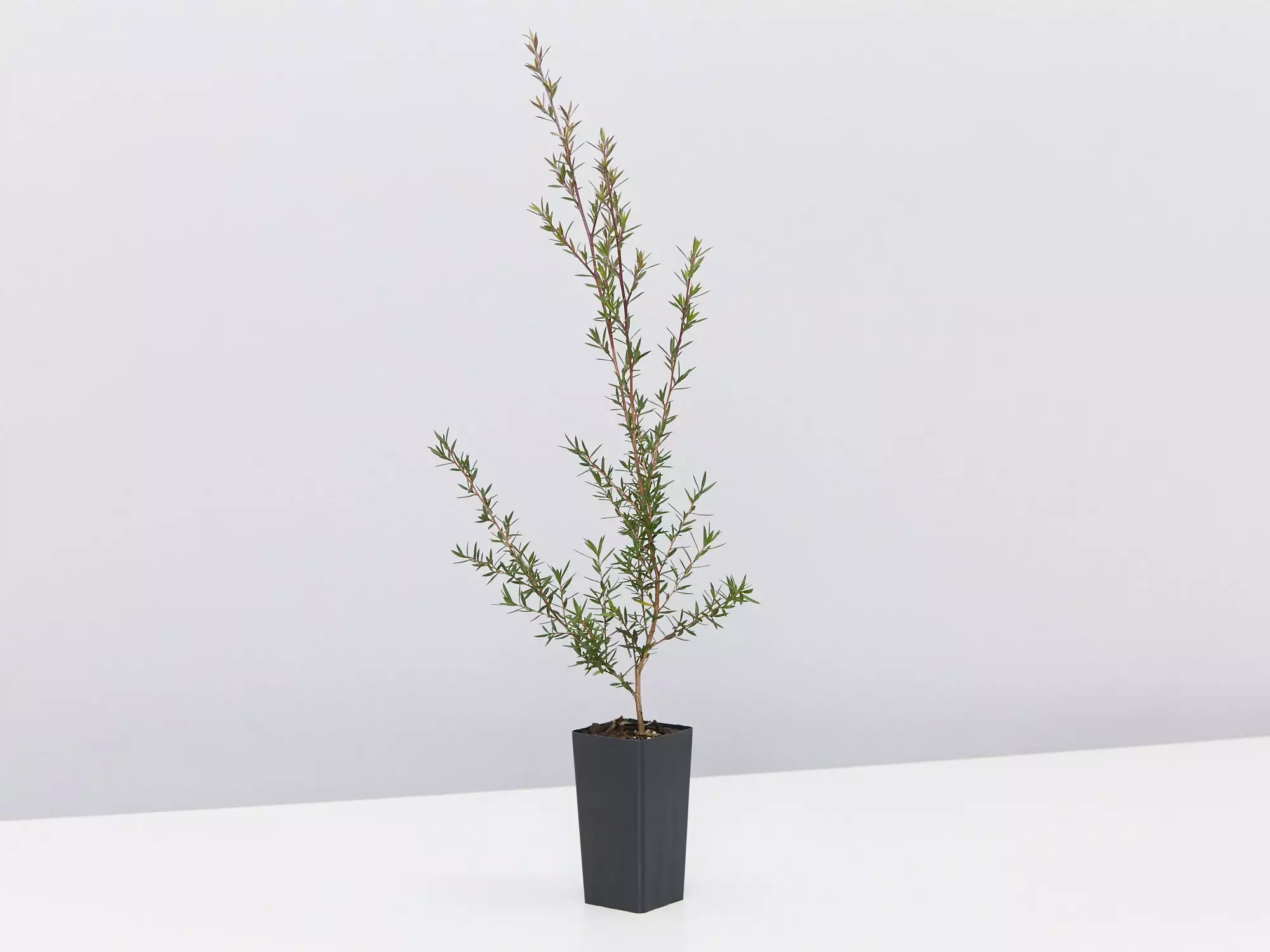 Leptospermum Scoparium Burgundy Queen 5 Leptospermum Scoparium Burgundy Queen - Image 3