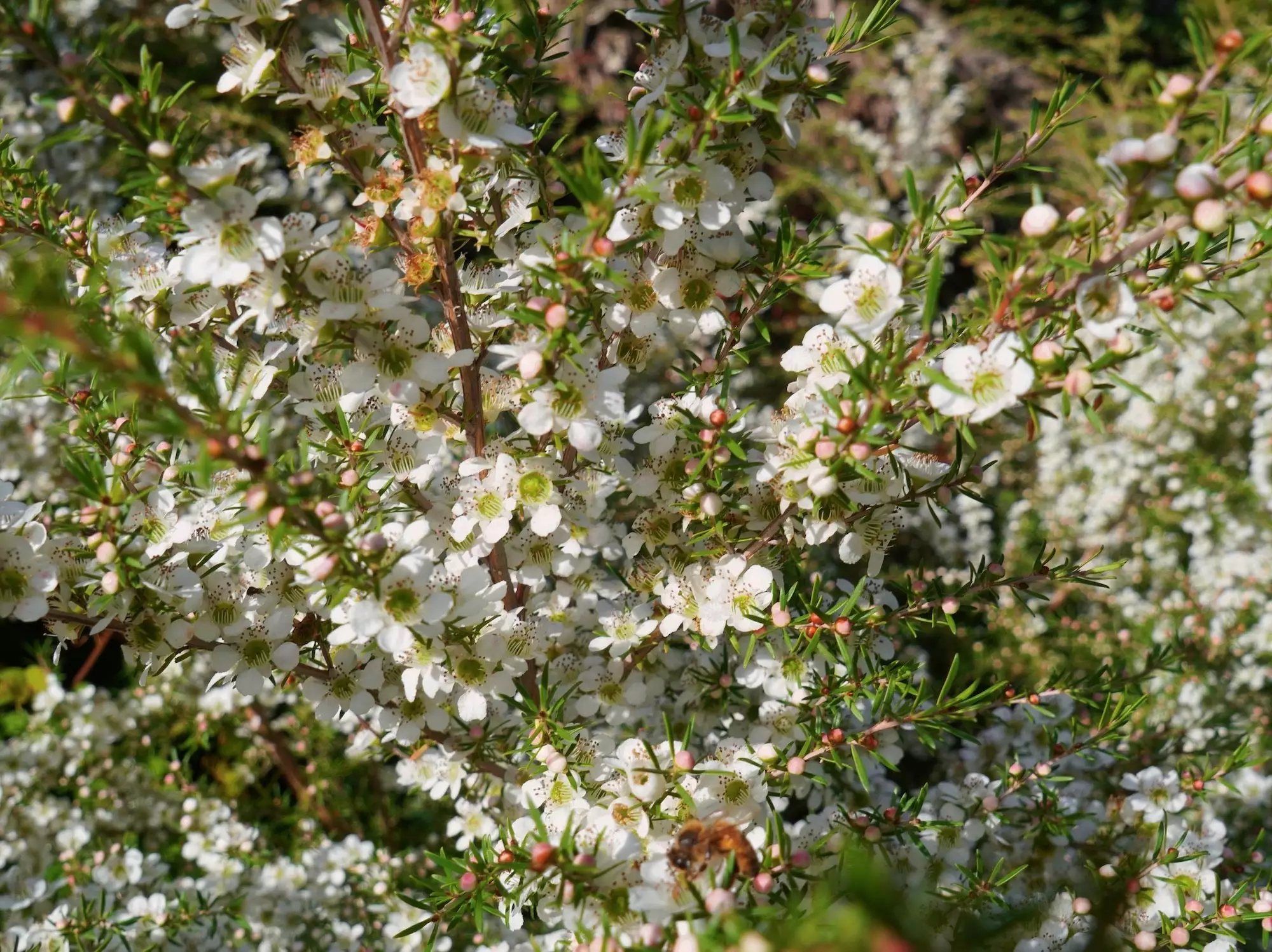 Leptospermum Cardwell 5 Leptospermum Cardwell - Image 3