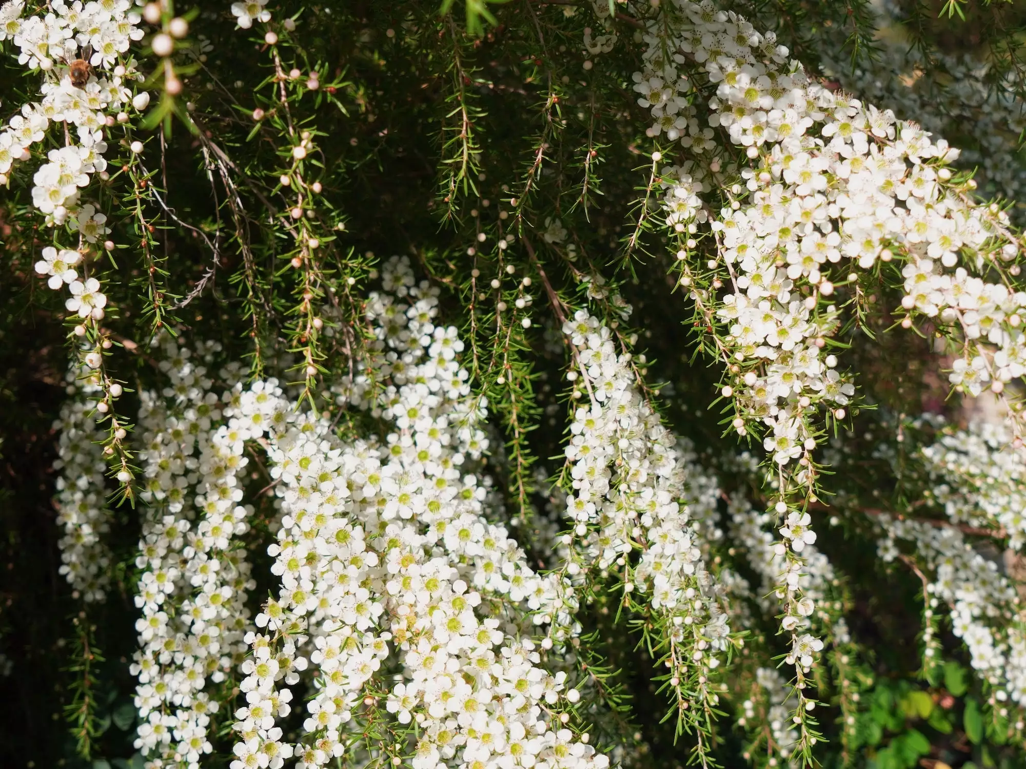 Leptospermum Cardwell 8 Leptospermum Cardwell - Image 6