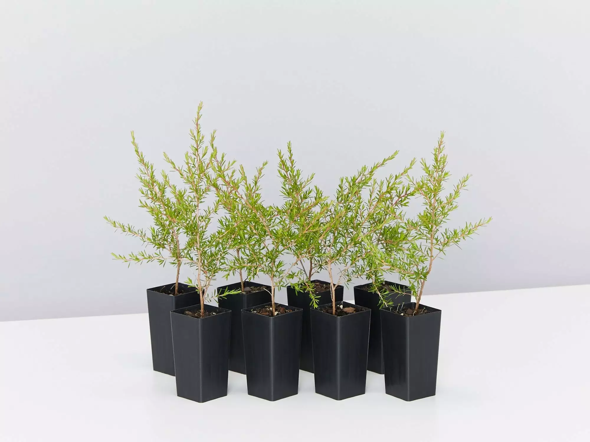 Leptospermum Cardwell 4 Leptospermum Cardwell - Image 2