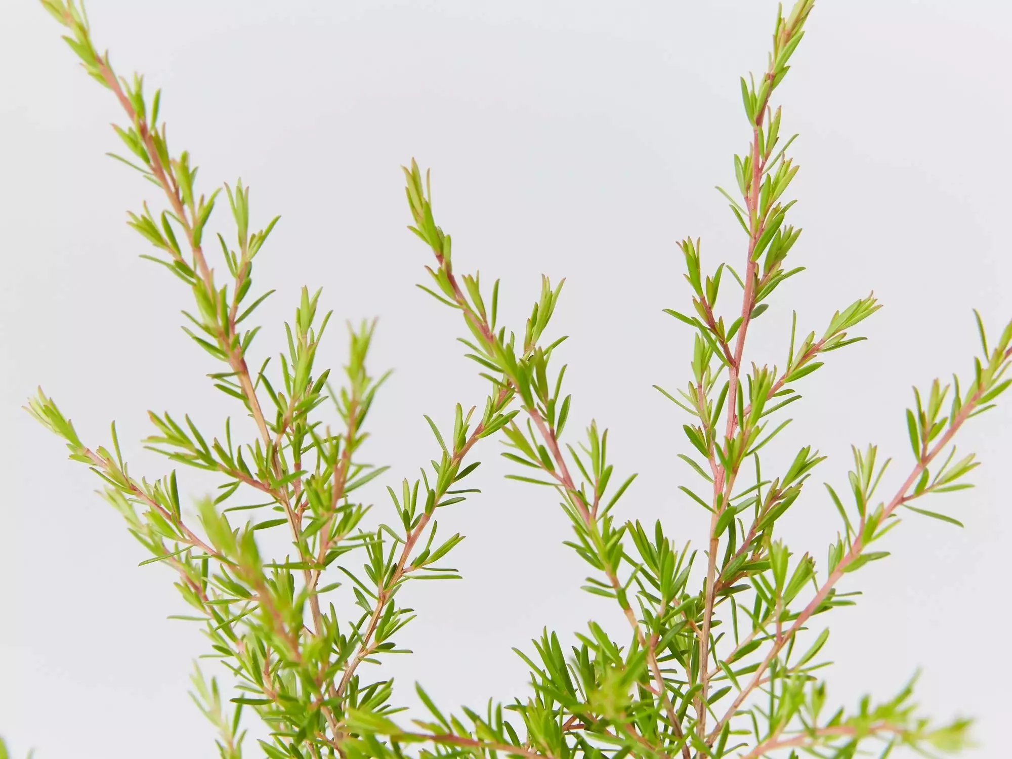 Leptospermum Cardwell 6 Leptospermum Cardwell - Image 4