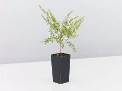 Leptospermum Cardwell 13 Leptospermum Cardwell -Plants in a Box Sales Shop LeptospermumCardwell single 79d51055 eac6 49f4 b31d 4e202418422c