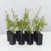 Leptospermum Lemon Frost -Plants in a Box Sales Shop LeptospermumLemonFrost 8 plants e7529c53 4287 4f23 9821 86c8c341d4ac