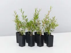 Leptospermum Lemon Frost