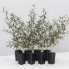 Leptospermum Morrisonii 2 Leptospermum Morrisonii -Plants in a Box Sales Shop LeptospermumMorrisonii 8plants 38a947ca b741 432d 8397 a6fb837ea4e6