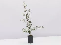 Leptospermum Morrisonii -Plants in a Box Sales Shop LeptospermumMorrisonii single c12e3450 95cc 4108 8a56 6caa2d1428aa