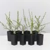 Leptospermum Liversidgei Mozzie Blocker -Plants in a Box Sales Shop LeptospermumMozzieBlocker 8plants a2f452e9 de72 48cb 9c22 af0298d88116