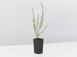 Leptospermum Liversidgei Mozzie Blocker -Plants in a Box Sales Shop LeptospermumMozzieBlocker single 36734f3b 065d 4c28 8303 3160ca638d84