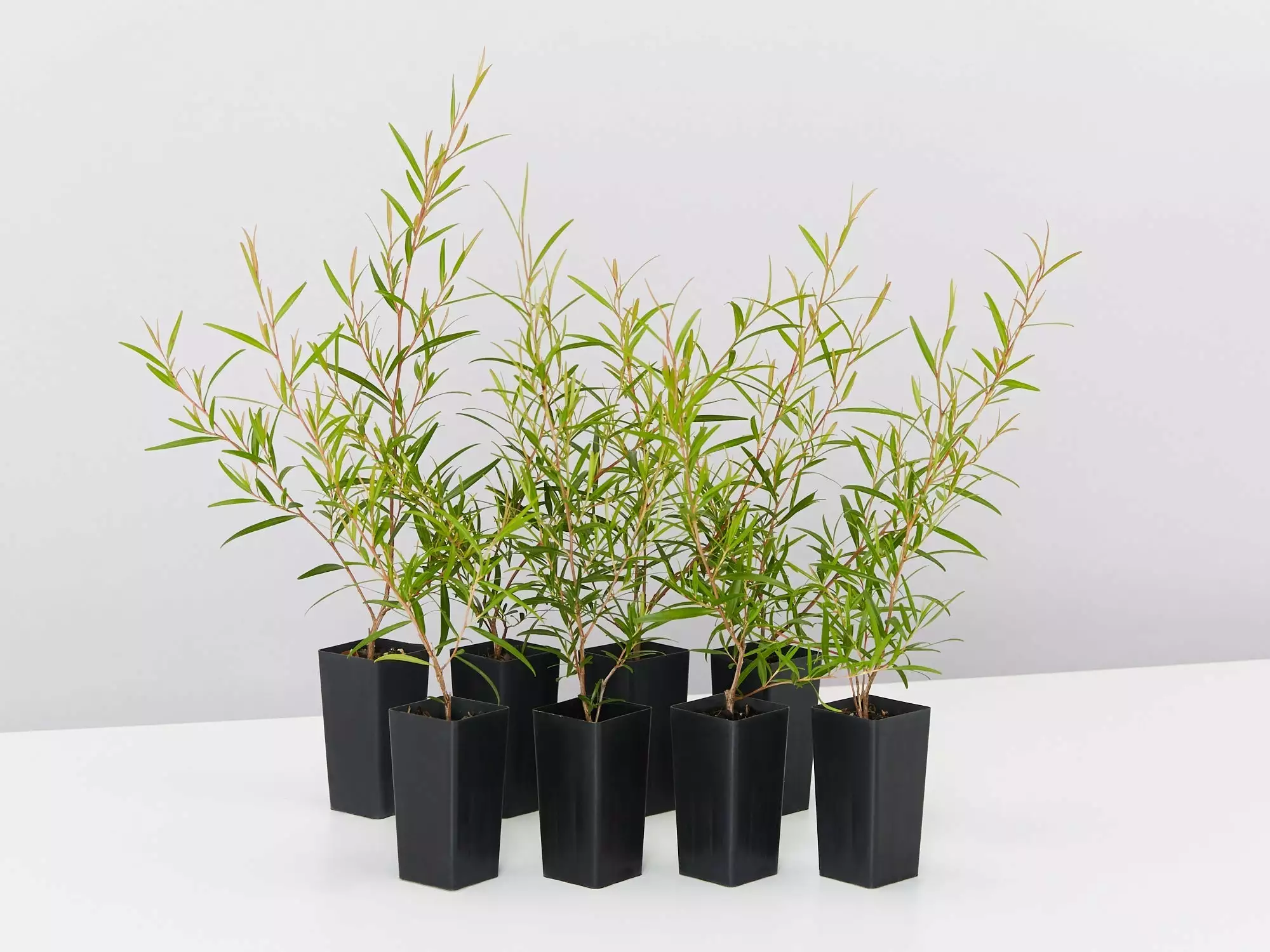 Leptospermum Petersonii - Lemon Scented Tea Tree 3 Leptospermum Petersonii - Lemon Scented Tea Tree