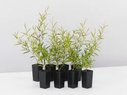 Leptospermum Petersonii Lemon Hedge