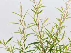 Leptospermum Petersonii Lemon Hedge -Plants in a Box Sales Shop LeptospermumPetersoniiLemonHedge detail 7141a1dd 3f80 4973 9845 bb7e2c2ffa27