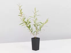 Leptospermum Petersonii Lemon Hedge -Plants in a Box Sales Shop LeptospermumPetersoniiLemonHedge single 3d5a51f0 ec4d 46b7 b936 64462d04d326
