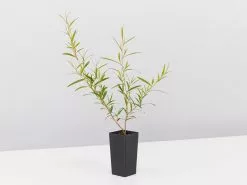 Leptospermum Petersonii - Lemon Scented Tea Tree 11 Leptospermum Petersonii - Lemon Scented Tea Tree -Plants in a Box Sales Shop LeptospermumPetersoniiLemonHedge single be92d996 cd1c 41e0 b0a2 26d861f5f1d2