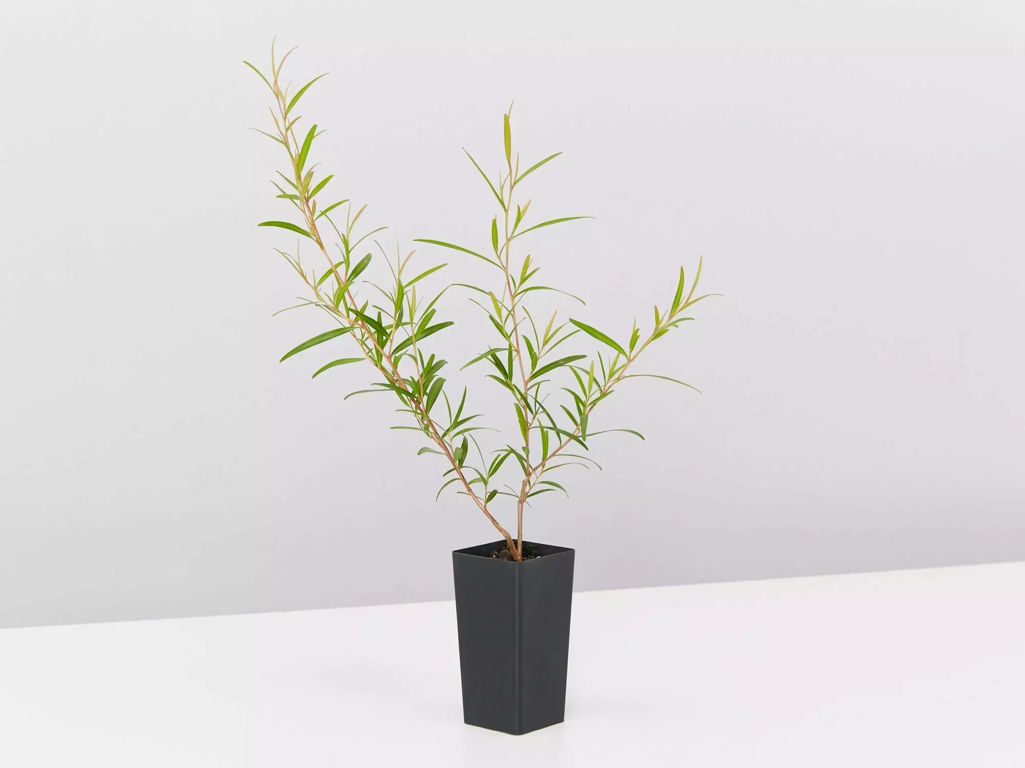 Leptospermum Petersonii - Lemon Scented Tea Tree 6 Leptospermum Petersonii - Lemon Scented Tea Tree - Image 4