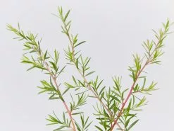 Leptospermum Pink Cascade -Plants in a Box Sales Shop LeptospermumPinkCascade detail 921f30fd 62ae 4a0d 8e82 2b3933eda858