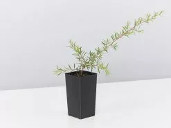 Leptospermum Pink Cascade -Plants in a Box Sales Shop LeptospermumPinkCascade single 592dad44 ac69 4ffc ad5d edb744537e0a