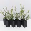 Leptospermum Rotundifolium Lavender Queen 1 Leptospermum Rotundifolium Lavender Queen -Plants in a Box Sales Shop LeptospermumRotundifoliumLavenderQueen 8plants 85a51e2c 05f3 4d3e 985f c35f39cf6782