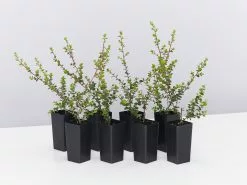 Leptospermum Rotundifolium Lavender Queen