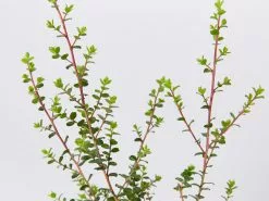 Leptospermum Rotundifolium Lavender Queen -Plants in a Box Sales Shop LeptospermumRotundifoliumLavenderQueen detail b7f50995 d788 4c52 905b cfaae65b91a5