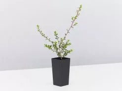 Leptospermum Rotundifolium Lavender Queen -Plants in a Box Sales Shop LeptospermumRotundifoliumLavenderQueen single a4c2e5f1 e51a 44a4 b511 9dec96786f7d