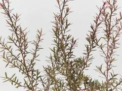Leptospermum Rubrum Nanum 13 Leptospermum Rubrum Nanum -Plants in a Box Sales Shop LeptospermumRubrumNana detail 5b123cf7 7e83 469a a8fb 68388bd52e11