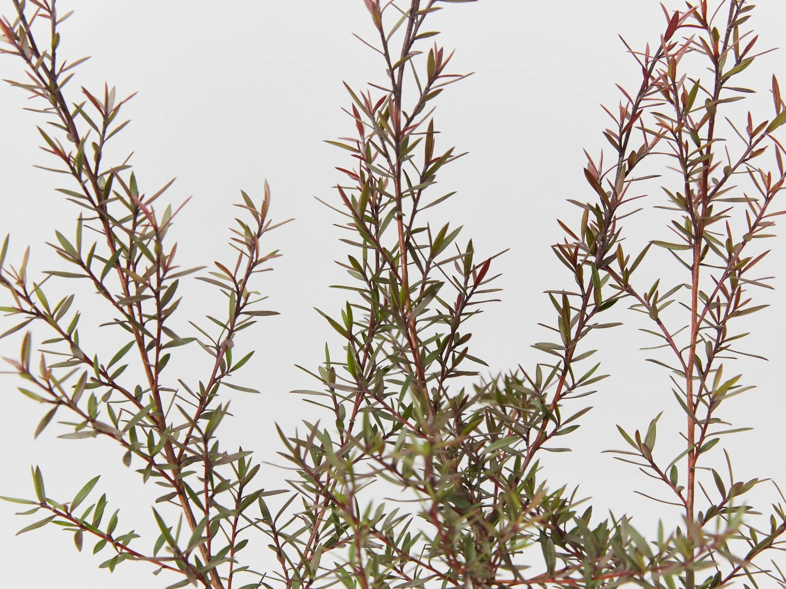 Leptospermum Rubrum Nanum 7 Leptospermum Rubrum Nanum - Image 5