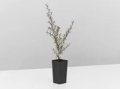 Leptospermum Rubrum Nanum 14 Leptospermum Rubrum Nanum -Plants in a Box Sales Shop LeptospermumRubrumNana single c0e86dc3 a3ed 4c87 bc4c b983c7792a7a