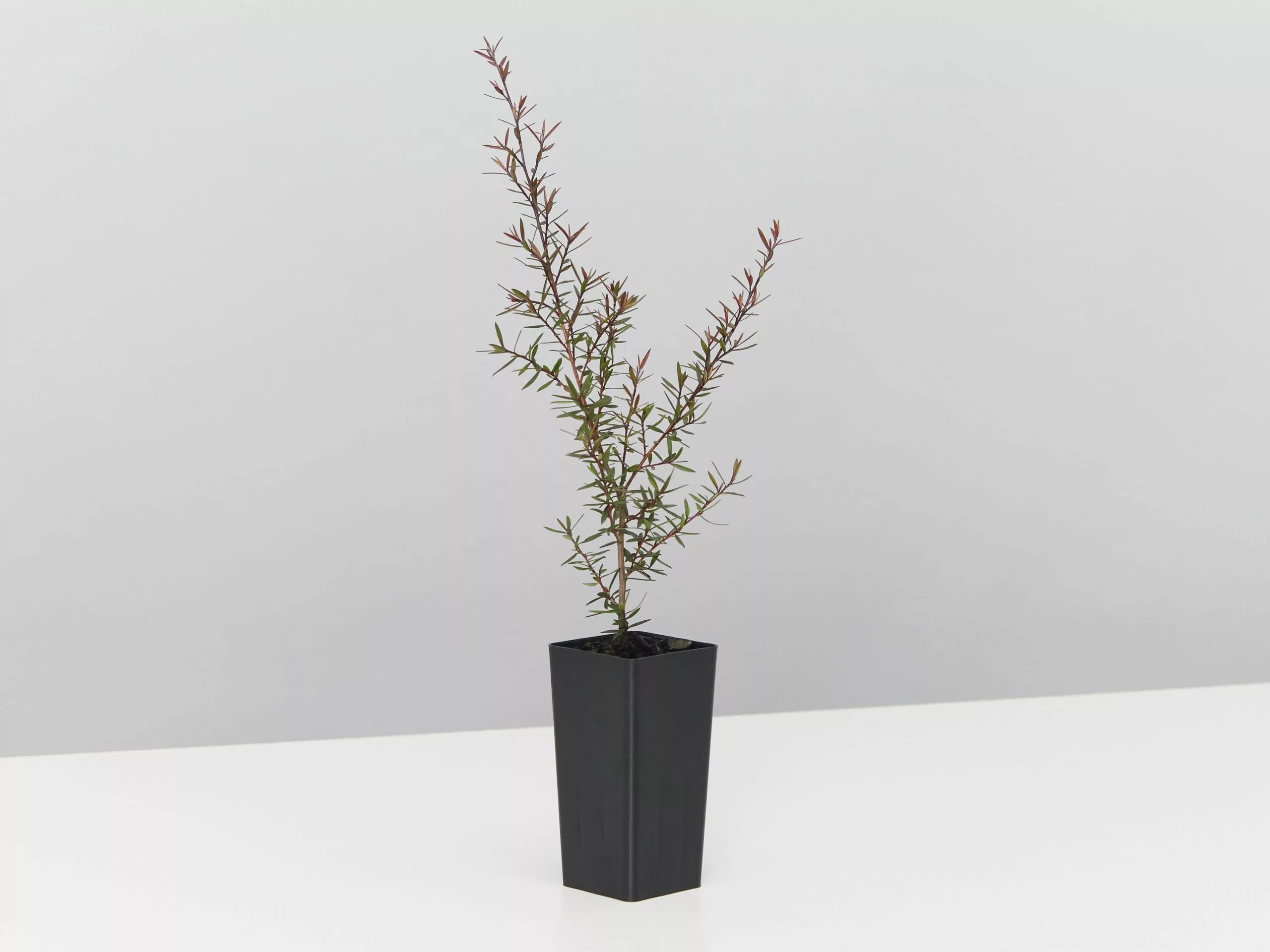 Leptospermum Rubrum Nanum 8 Leptospermum Rubrum Nanum - Image 6