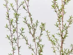 Leptospermum Scoparium Ballerina -Plants in a Box Sales Shop LeptospermumScopariumBallerina detail 13b0dc4a 78cb 4bdb b2e2 cd2ad47e1726