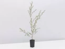 Leptospermum Scoparium Ballerina -Plants in a Box Sales Shop LeptospermumScopariumBallerina single 999e085a 5542 4379 84f4 04bdc1e2f0fb