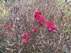 Leptospermum Rubrum Nanum 12 Leptospermum Rubrum Nanum -Plants in a Box Sales Shop LeptospermumscopariumBurgundyQueen Flower f030f5a7 a3e5 4256 ac76 8efa7ae90d4e