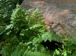 Leather Leaf Fern -Plants in a Box Sales Shop LetherLeafFern01 768d8ec3 1843 4b72 934a 753ab6f95c87