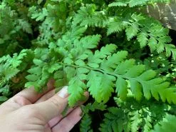 Leather Leaf Fern -Plants in a Box Sales Shop LetherLeafFern02 230cf46f 5c86 4966 a72d 70b6e7f50883