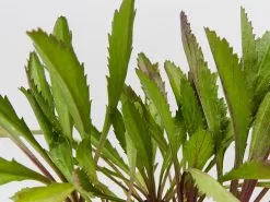 Leucanthemum Superbum -Plants in a Box Sales Shop LeucanthemumSuperbum detail ddfadb14 3d75 492b ad15 58eac63c072d