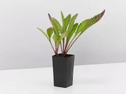 Leucanthemum Superbum -Plants in a Box Sales Shop LeucanthemumSuperbum single 795051e5 3711 4657 bfae 1cd8f8b667fd