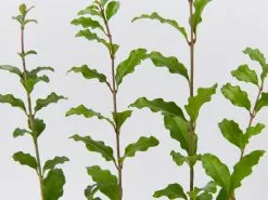 Ligustrum Undulatum Box-leaved Privet Evergreen Hedging Pack 9 Ligustrum Undulatum Box-leaved Privet Evergreen Hedging Pack -Plants in a Box Sales Shop LigustrumUndulatum detail 74c09ecd 8267 4c12 a5e9 f327d374ac03