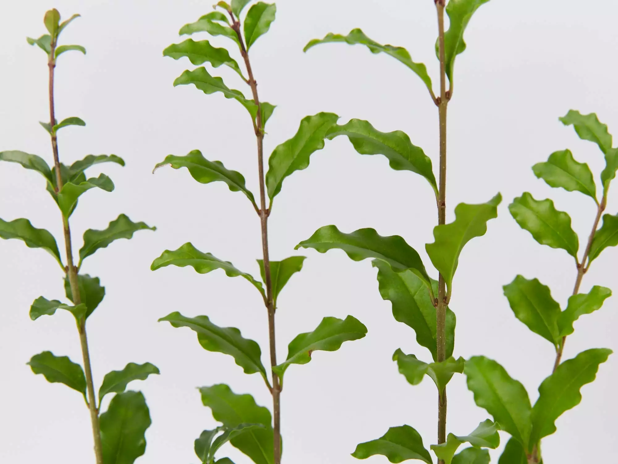 Ligustrum Undulatum Box-leaved Privet Evergreen Hedging Pack 5 Ligustrum Undulatum Box-leaved Privet Evergreen Hedging Pack - Image 3